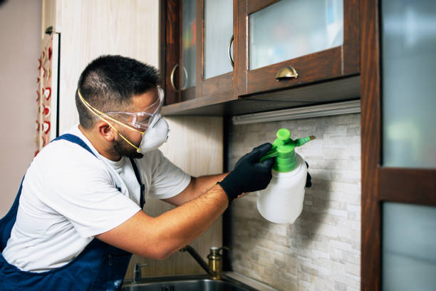 Best Termite Control Services  in Lake Isabella, CA