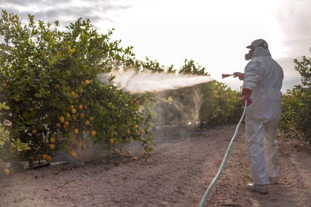 Best Emergency Pest Control  in Lake Isabella, CA
