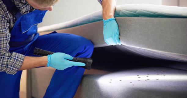 Best Termite Control Services  in Lake Isabella, CA