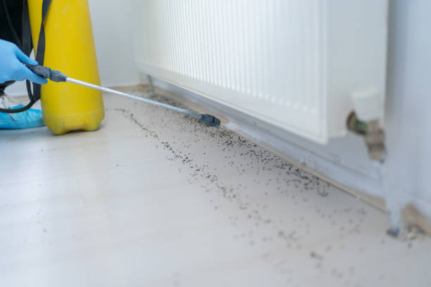 Professional Pest Control in Lake Isabella, CA