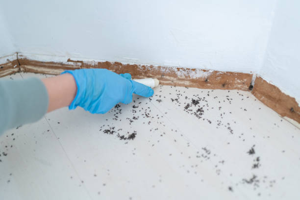 Best Commercial Pest Control Services  in Lake Isabella, CA